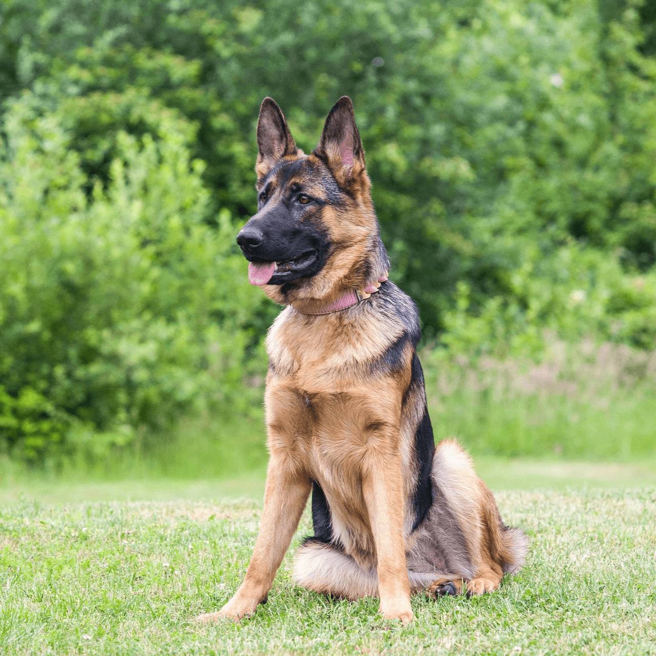 German Shepherd: The Loyal Police and Service Dog 