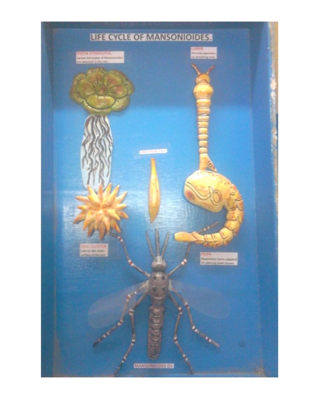 Life Cycle of Mansonoides