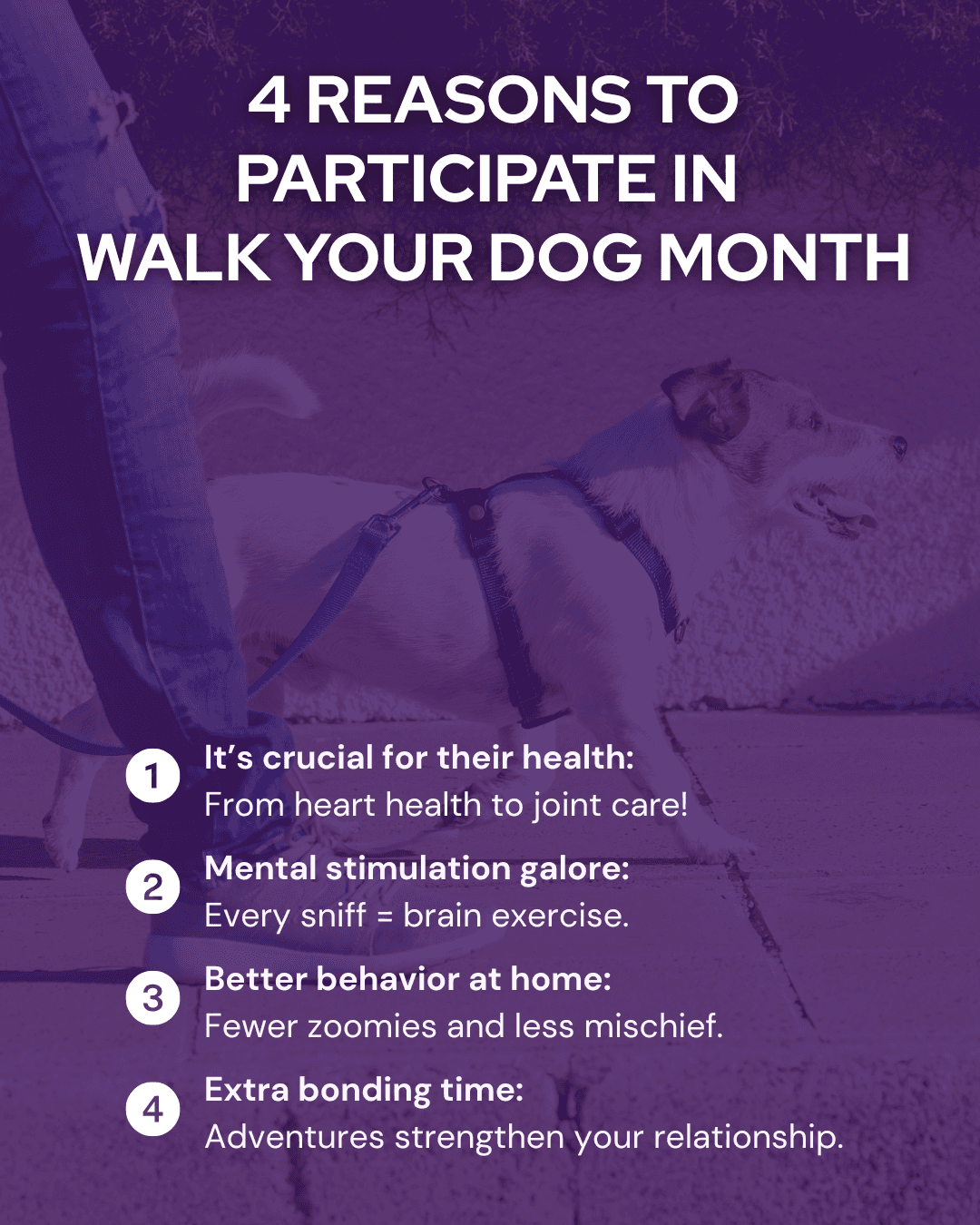 Walk Your Dog Month