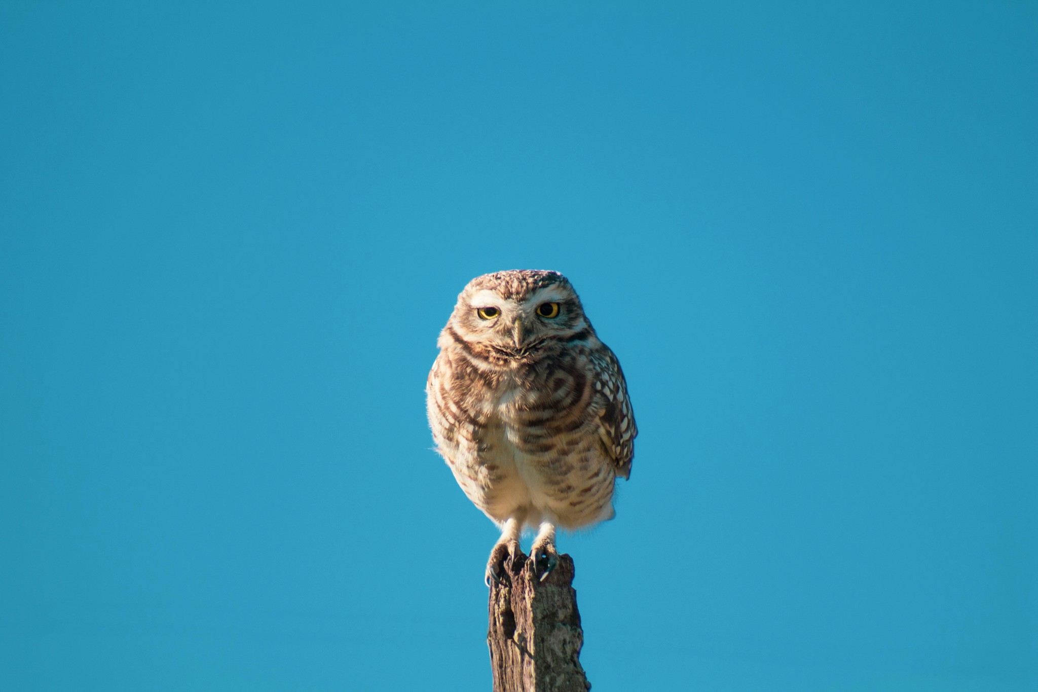 Owl perched on post by blue background