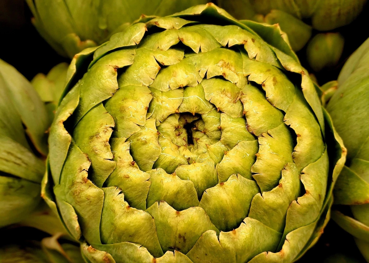 Gros plan artistique sur les feuilles d'un artichaut vert frais de Salanque.