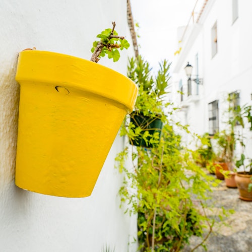 En livfull gul blomkruka monterad på en vit vägg i en smal gränd kantad med olika krukväxter och grönska.