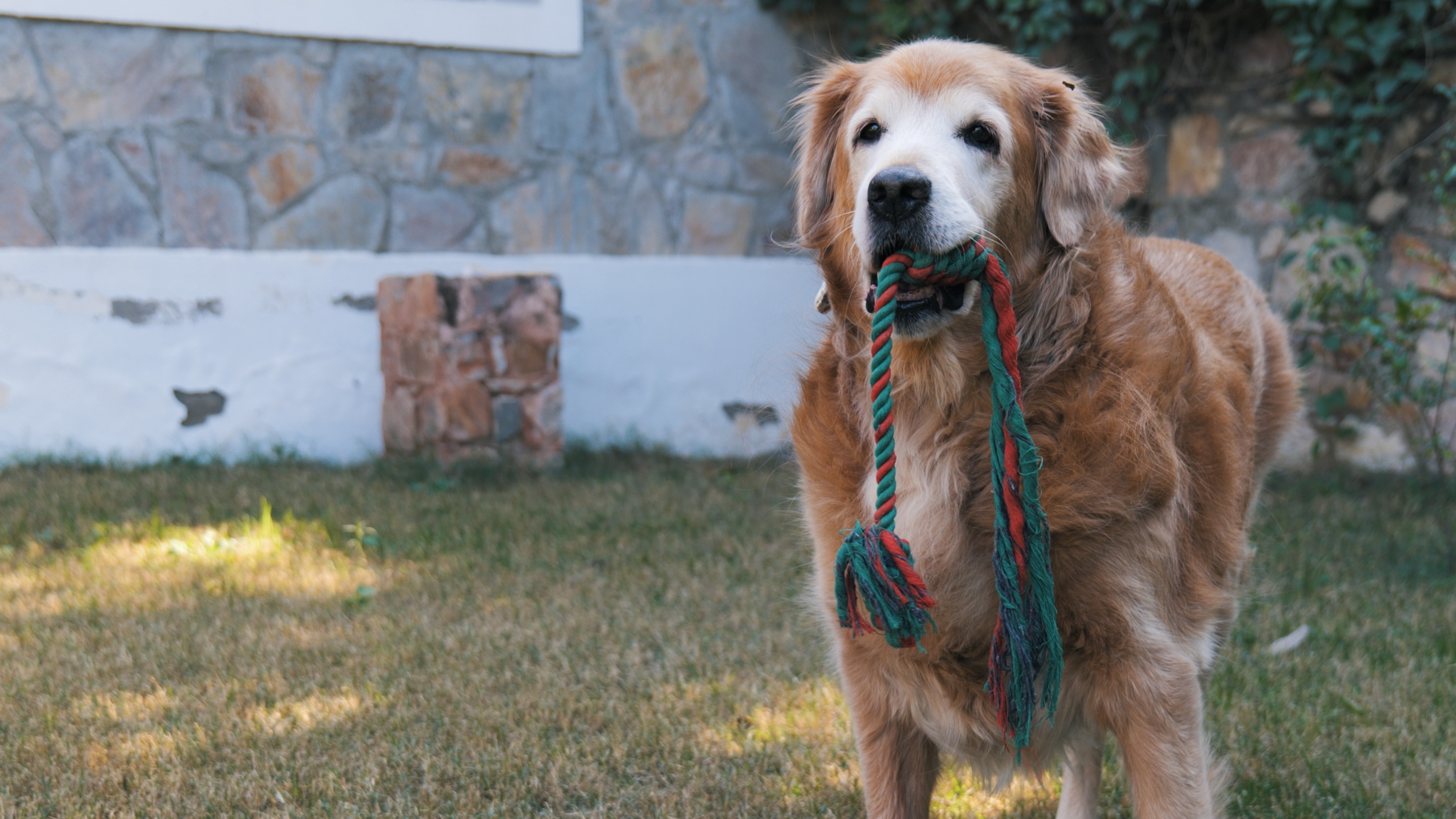 Senior Golden Retriever holding a threaded toy, he was abandoned at 8 years of age but now lives a happy life with his family, who he also loves to travel with