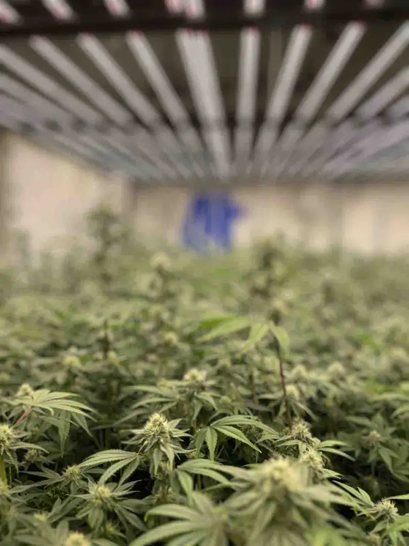 4trees Cnanabis Building grow room