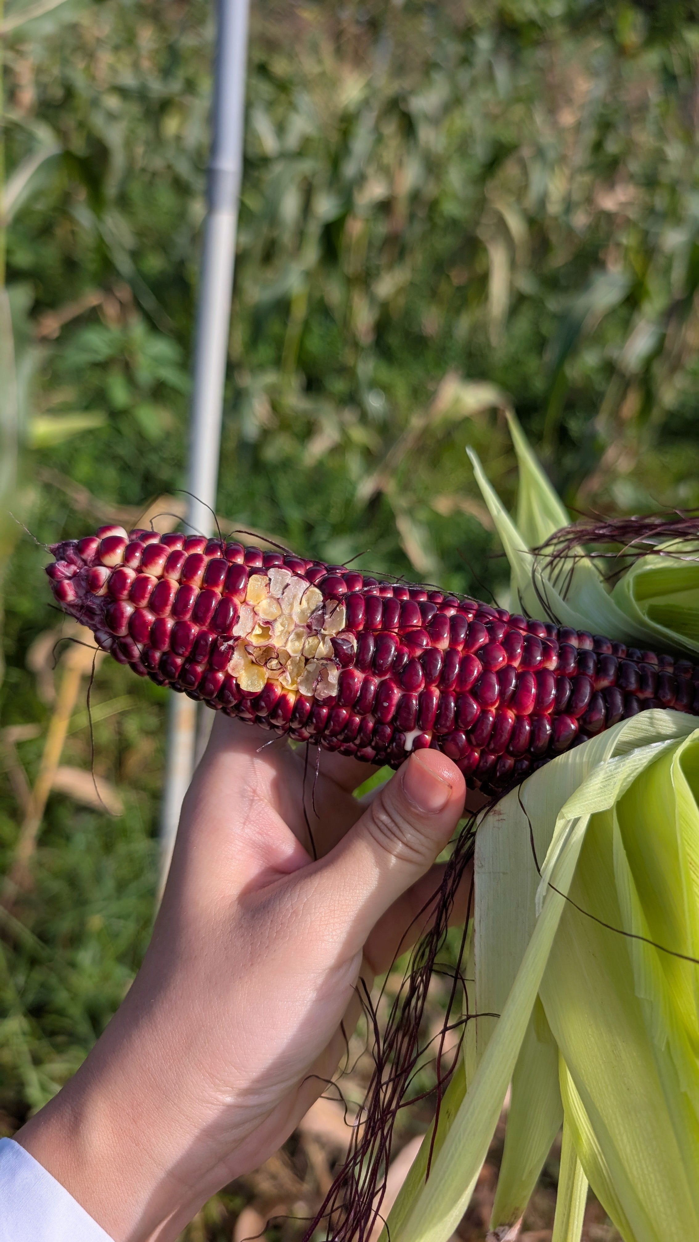 animal running on field