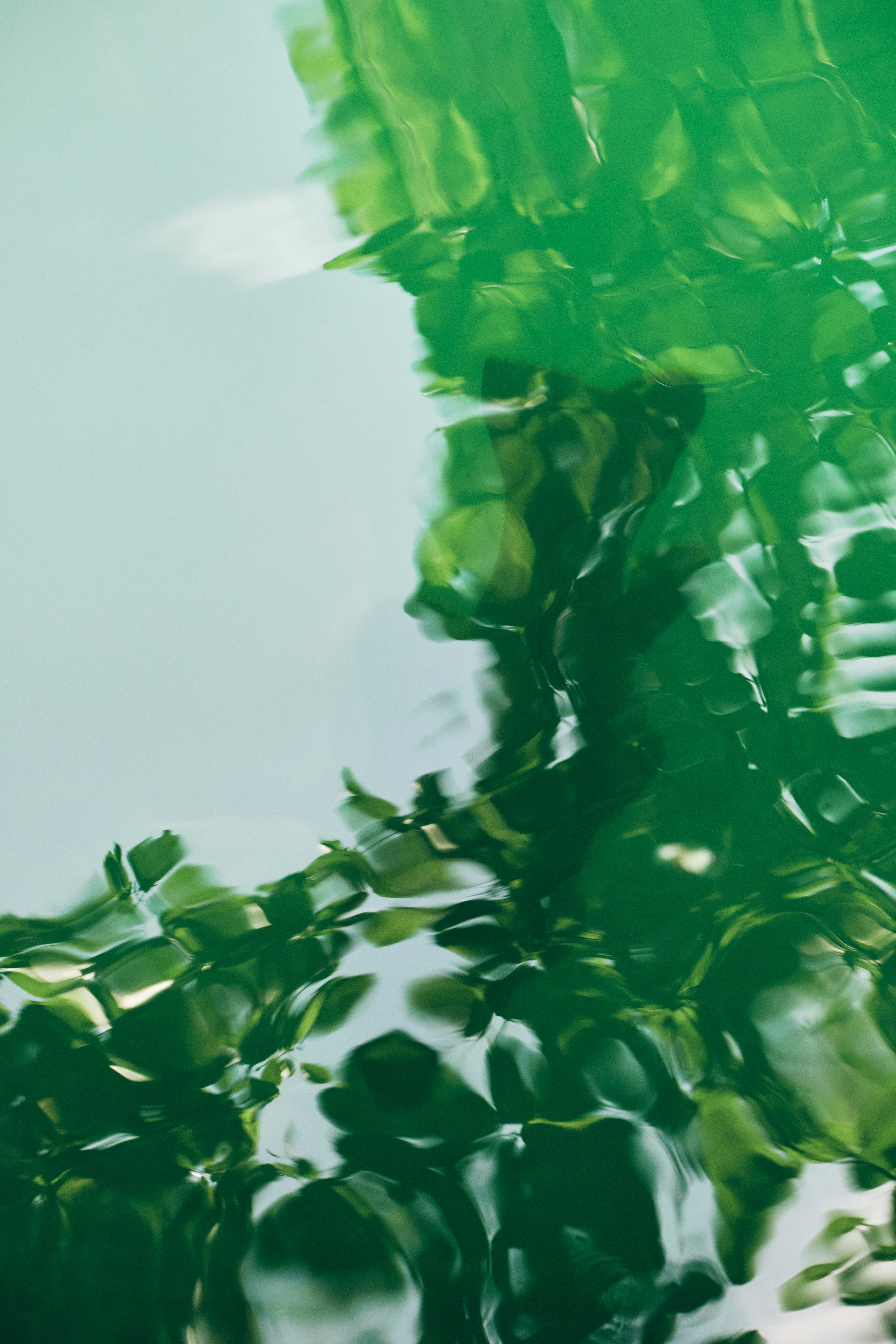 Green leaves reflected on rippling water surface