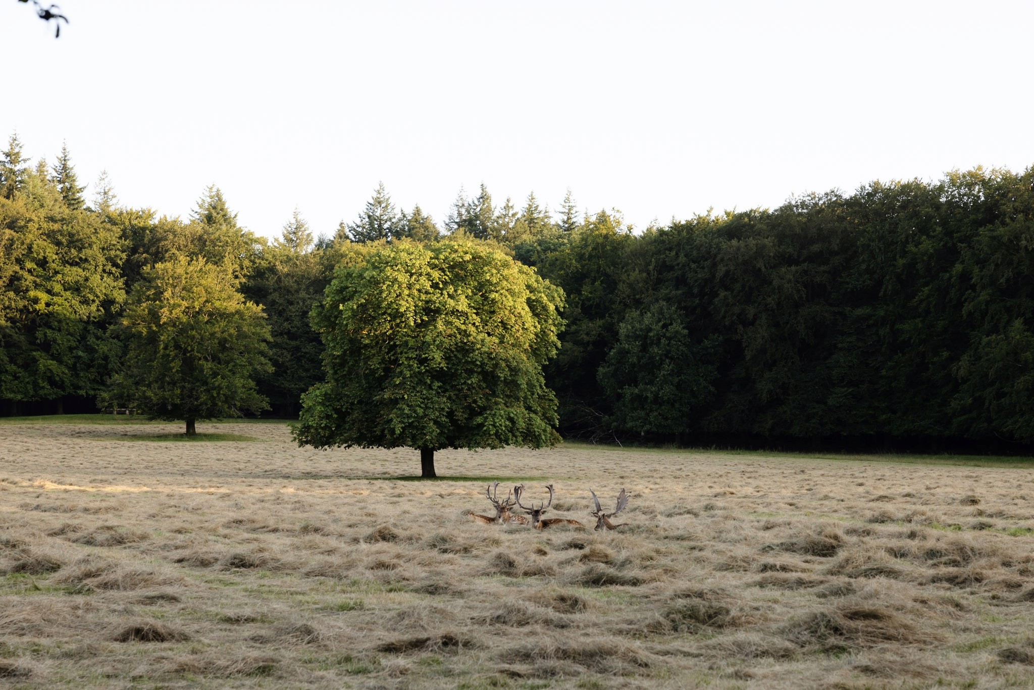 Rustgevende opname van herten die grazen in de paleistuin van Paleis Het Loo, omringd door weelderig groen en historische charme