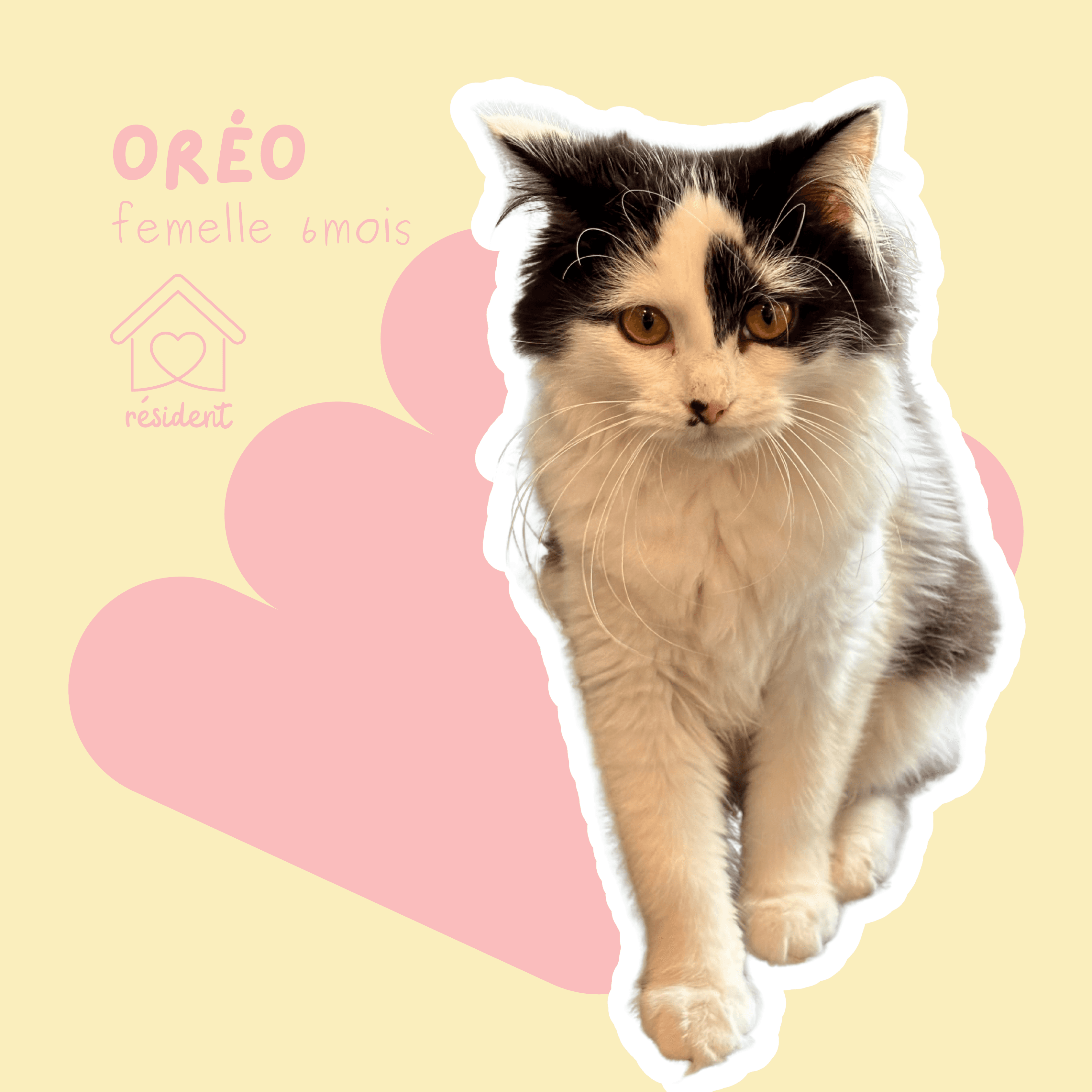 chat-oreo