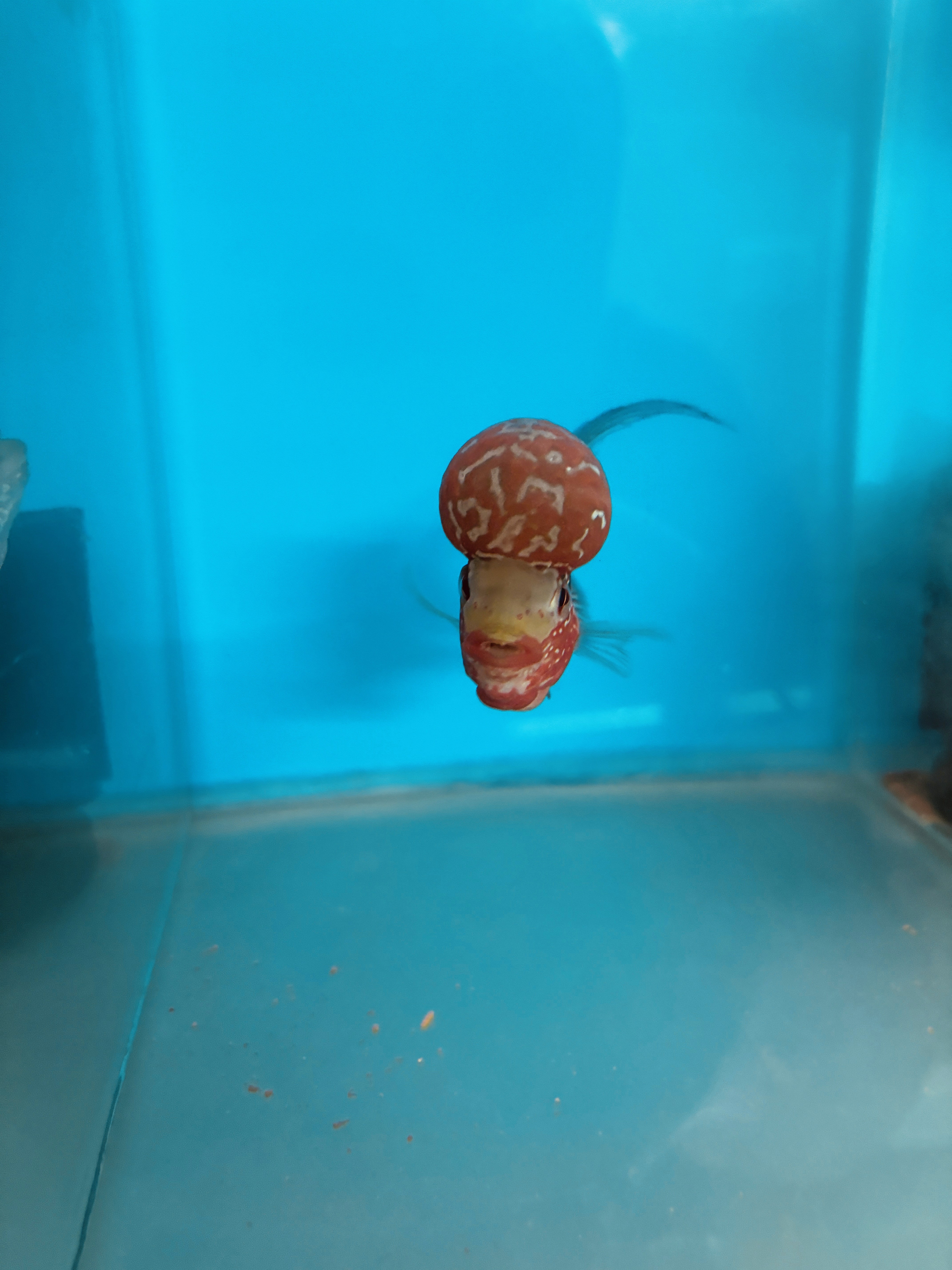 Freshwater fish species