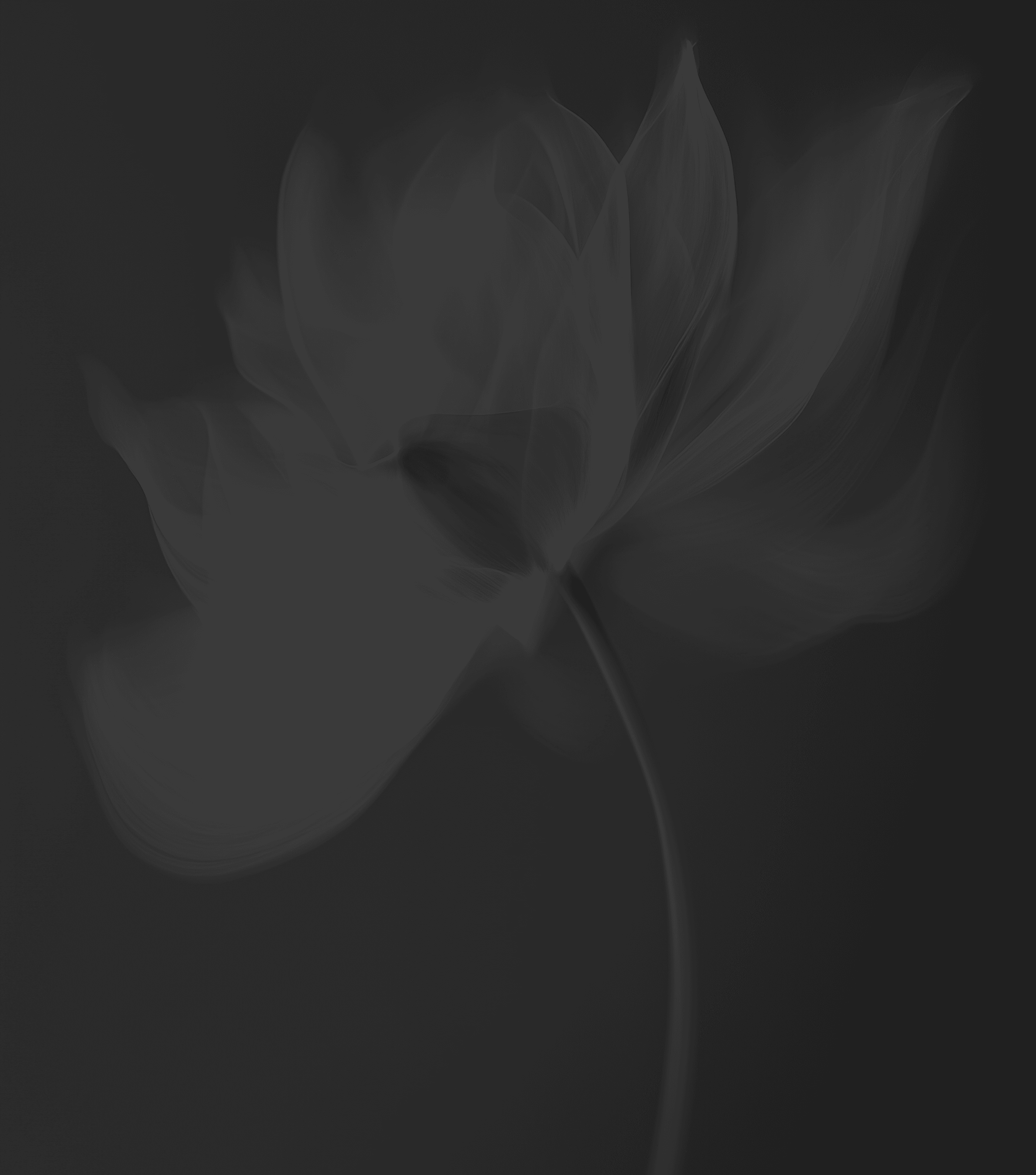 An ethereal, translucent flower with delicate petals on a dark gray, low-contrast background.