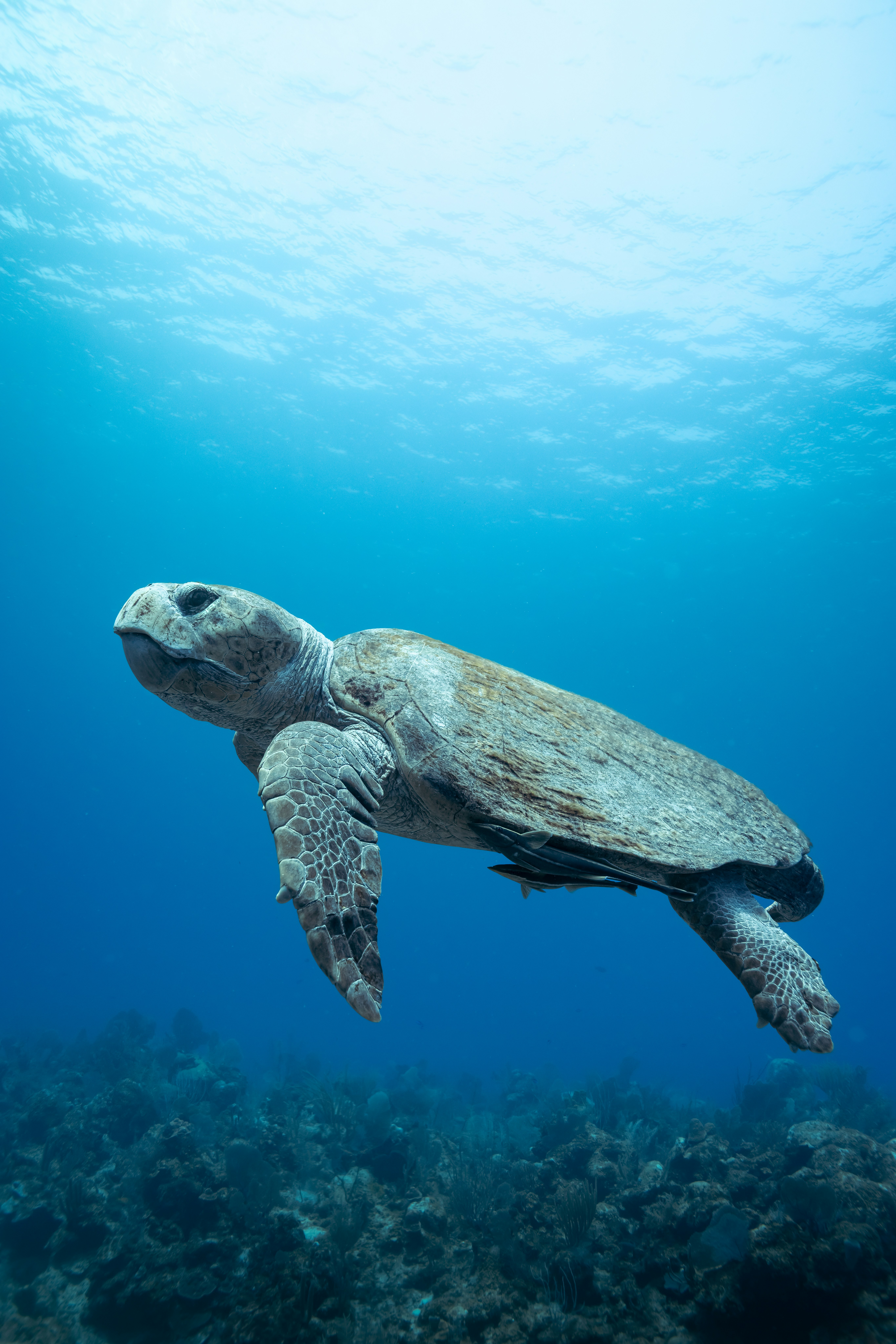 A sea turtle glides gracefully through the ocean.