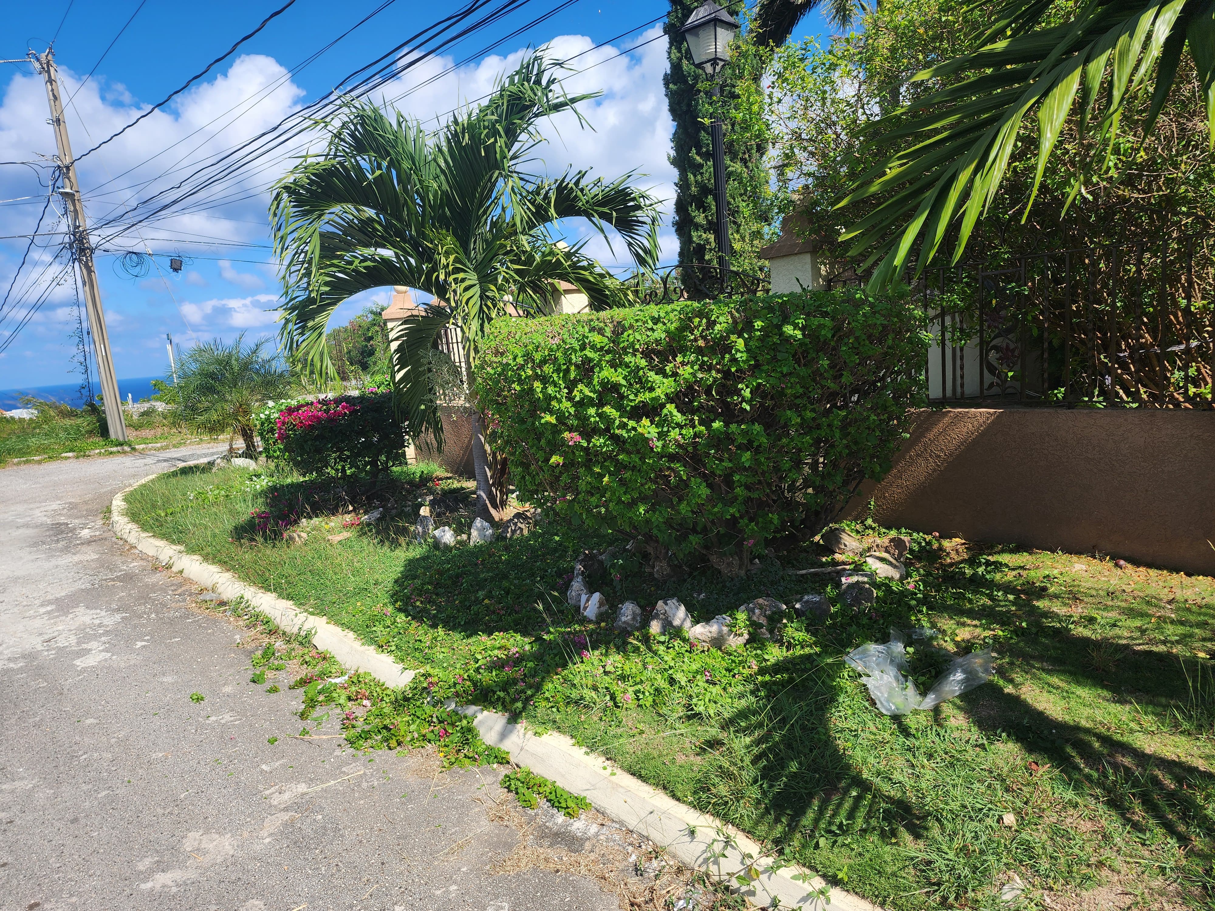 tree pruning service