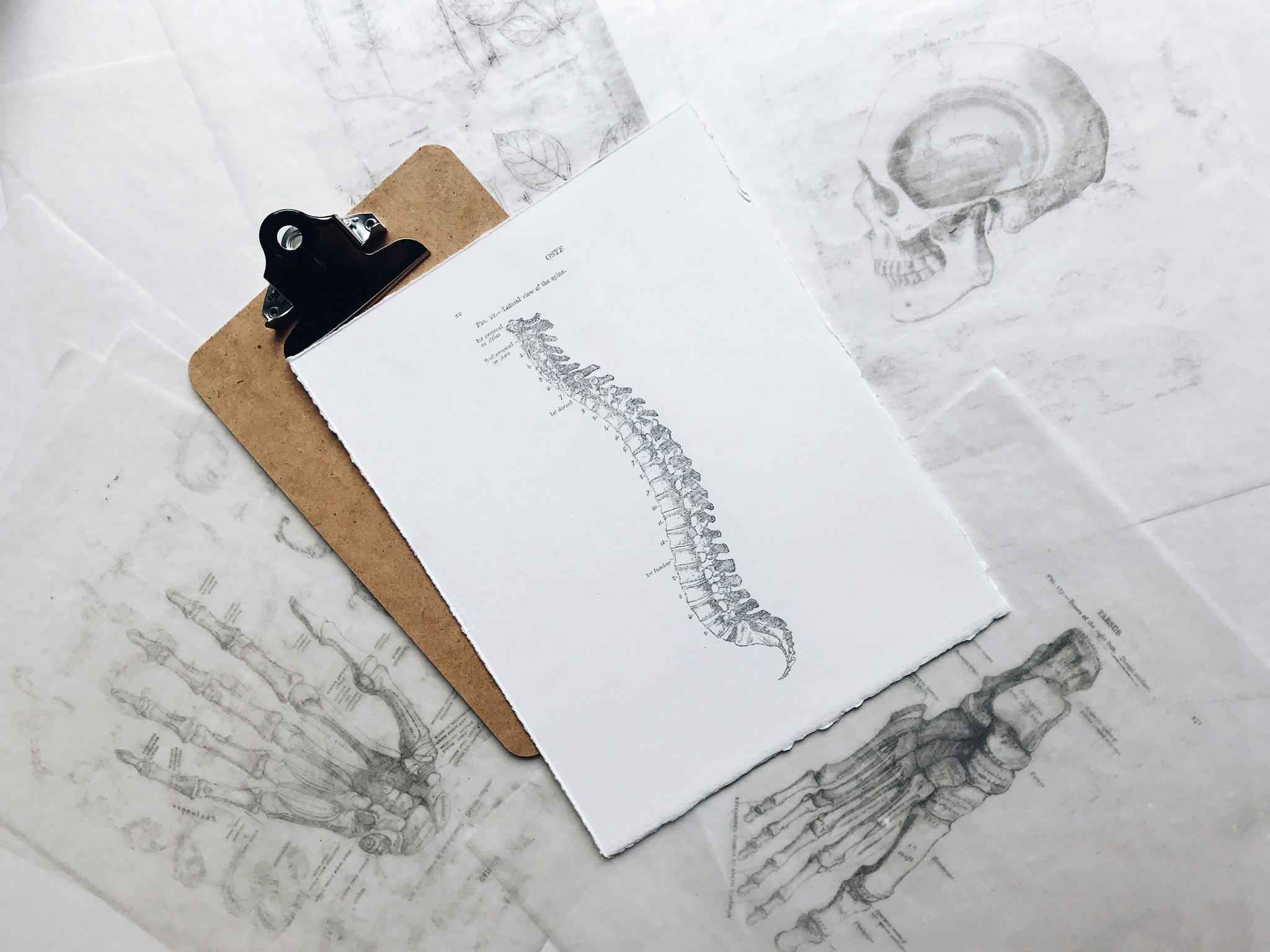 Zeichnungen der menschlichen Anatomie auf einem Tisch