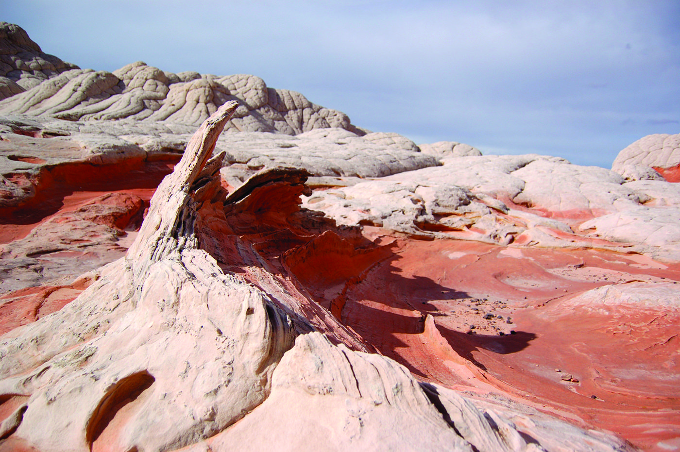 A weathered bleached tree trunk lying across a fin of white sandstone at White Pocket, with vivid red-orange rock spread out behind it.