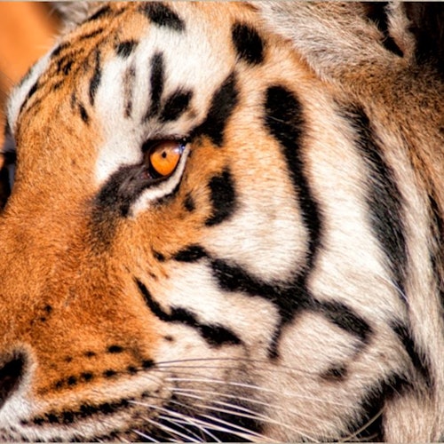 老虎面部特写，展示其橙色毛皮上的黑色条纹和锐利的黄色眼睛。