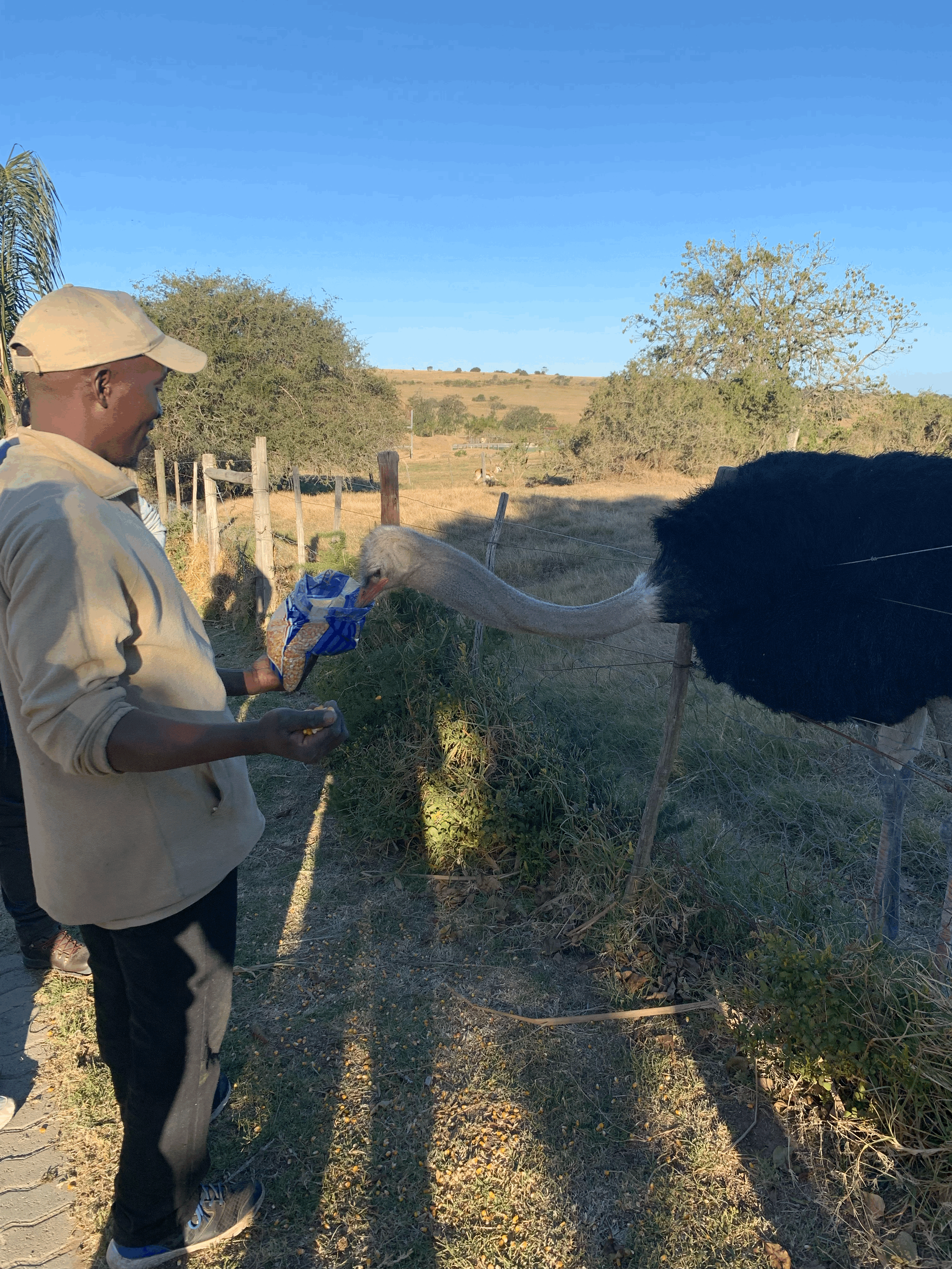 la faune et flore africaine en sejour linguistique
