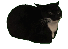 Cat Spinin Cat Sticker