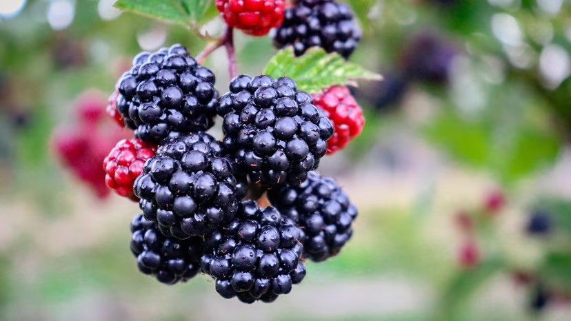 A close-up of ripe black blackberries and unripe red berries growing on a bramble branch, with a blurred green background.