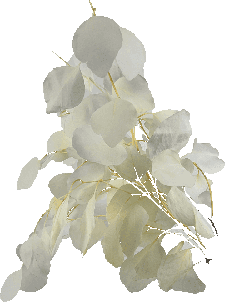 White preserved eucalyptus silver dollar.