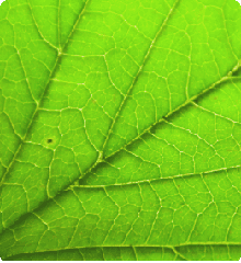 Hoja verde que representa el compromiso ambiental de PQL.