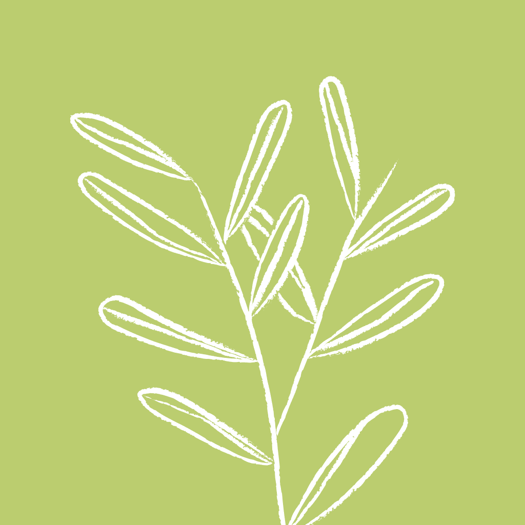 Green leaves line drawing