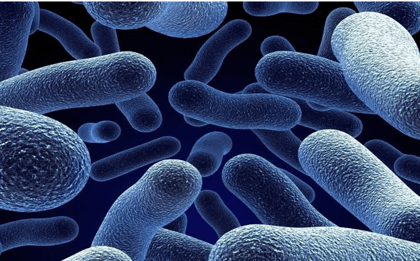 Microscopic Bacteria