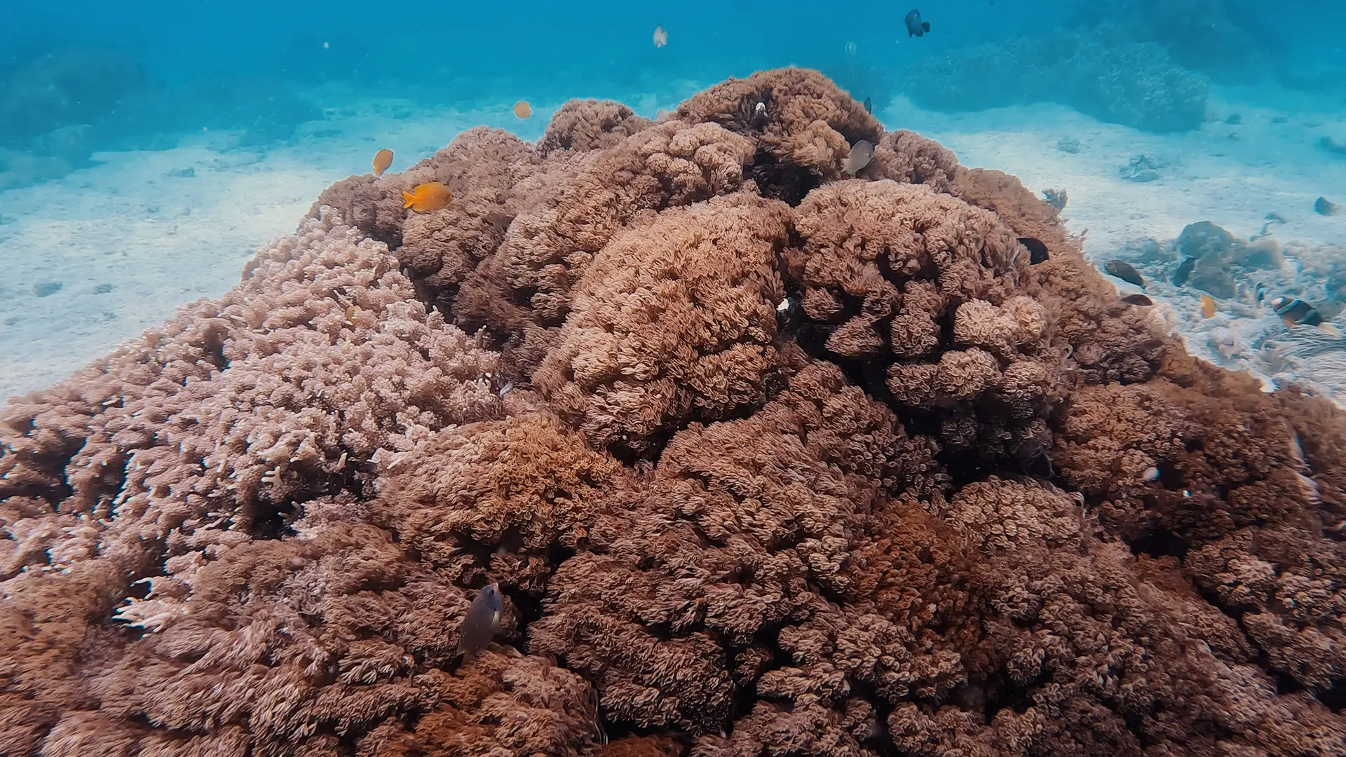 underwater shot of red coral at nusa tiga in lombok indonesia