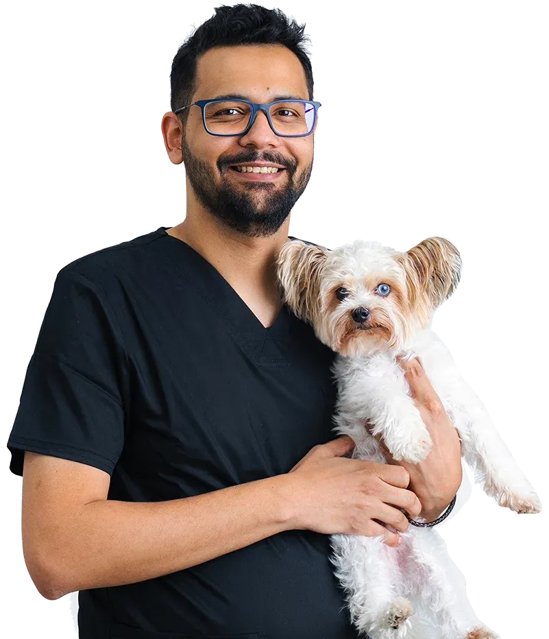 Get the best Vet care for your pet