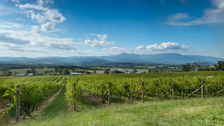 Yarra Valley vineyard
