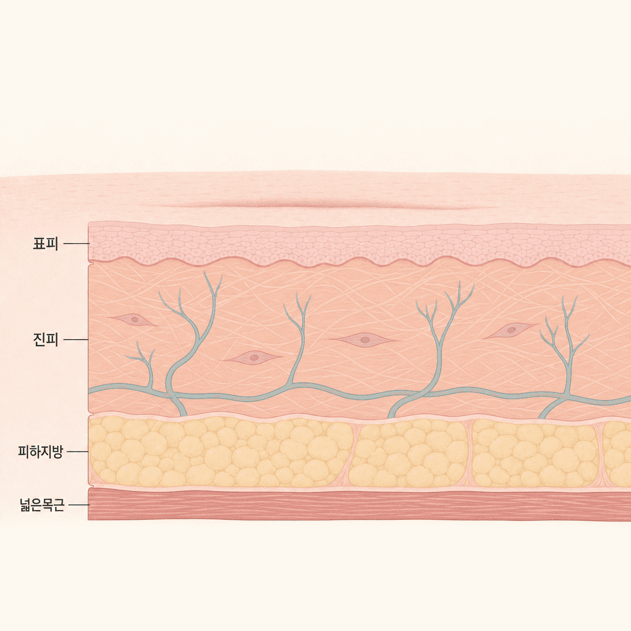 목 피부의 층 구조와 가로 주름이 생기는 자리