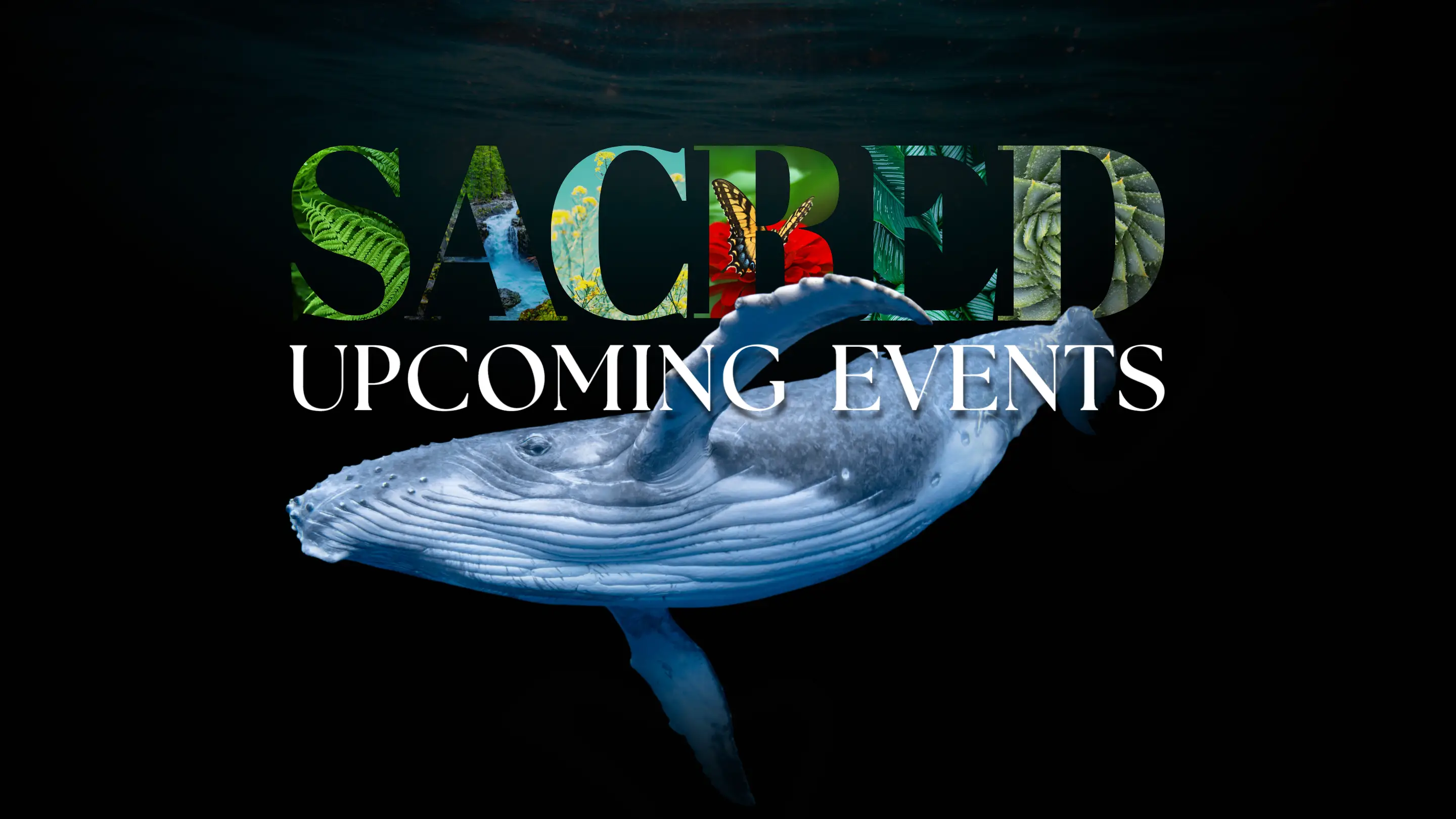 School for Sacred Storytelling banner image