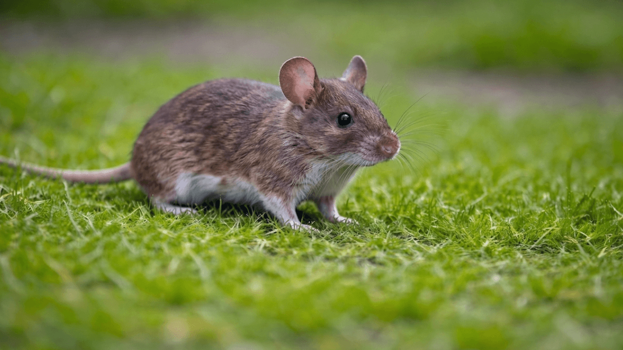 Mulot brun dans l'herbe verte, vue de profil