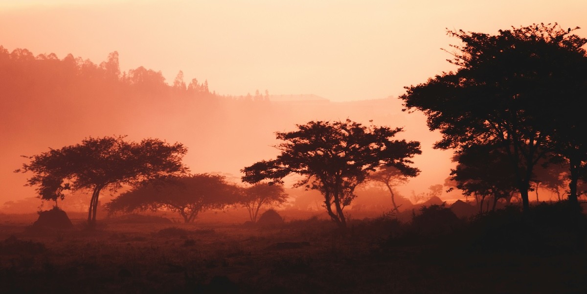 Forest of Rwanda