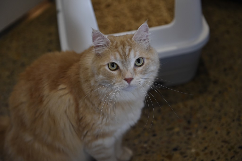 A person cleans a white, Treasured Pals Premium Sifting Litter System with a scoop, removing waste to reveal fresh litter pellets, on a gray tiled floor next to a potted plant.