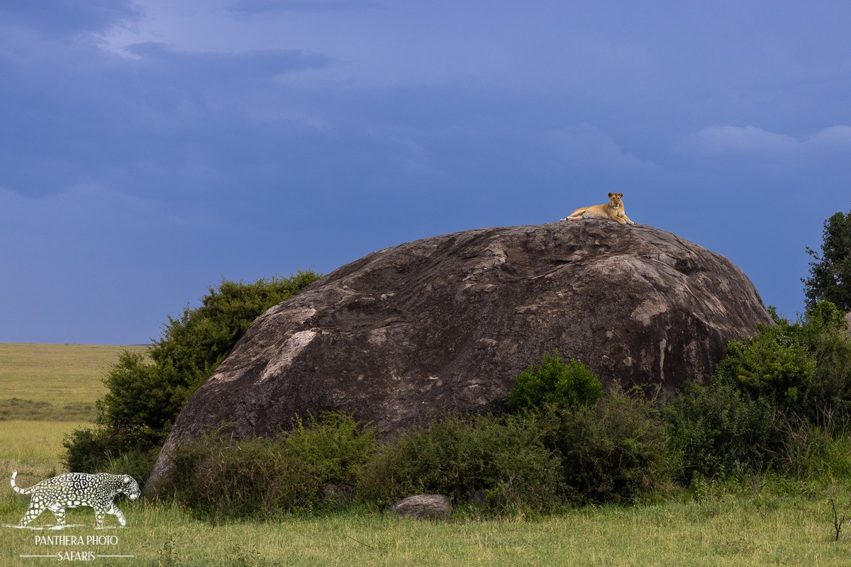 Central Serengeti 2023 Trip Report