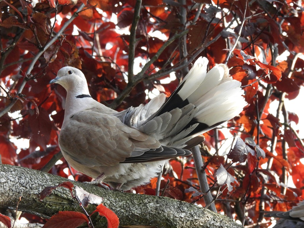 a white and black bird sitting on a tree branch