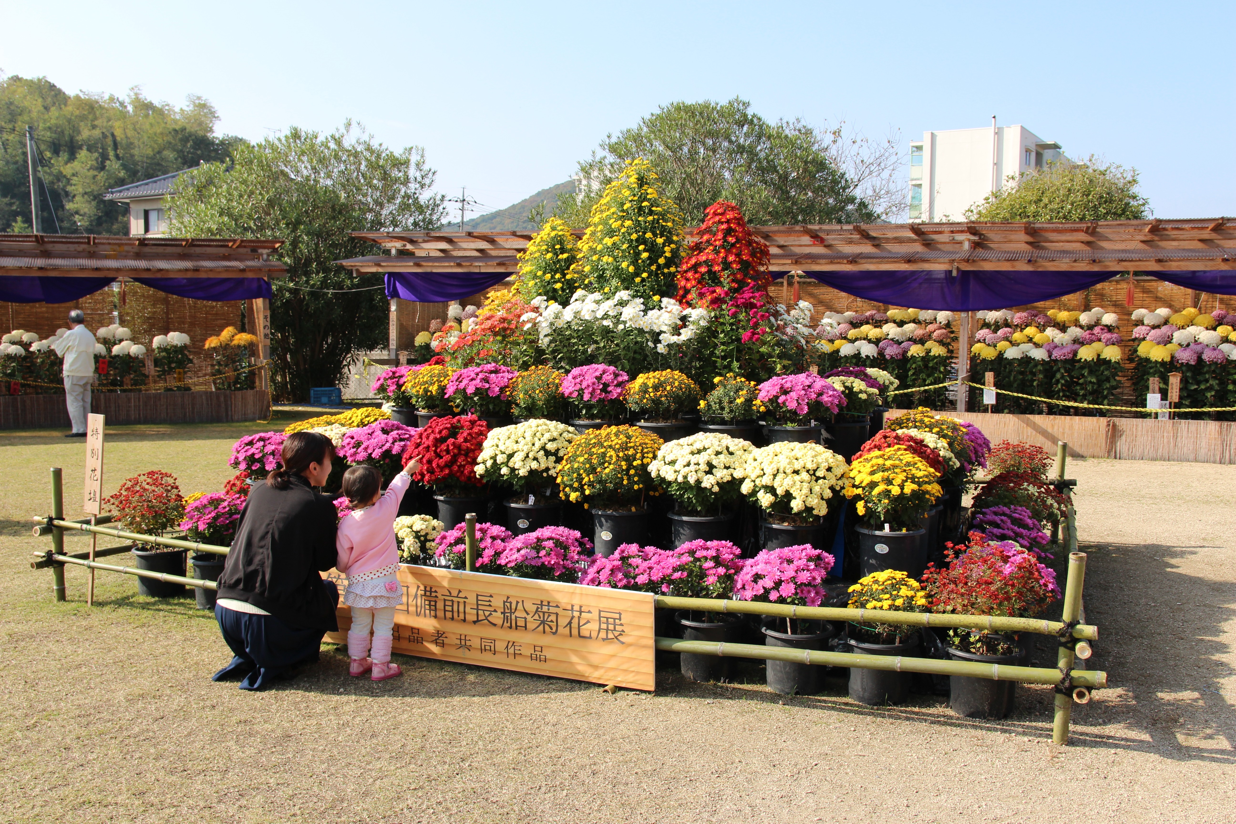 A mother and child look at the large amount of colorful chrysanthemum on display