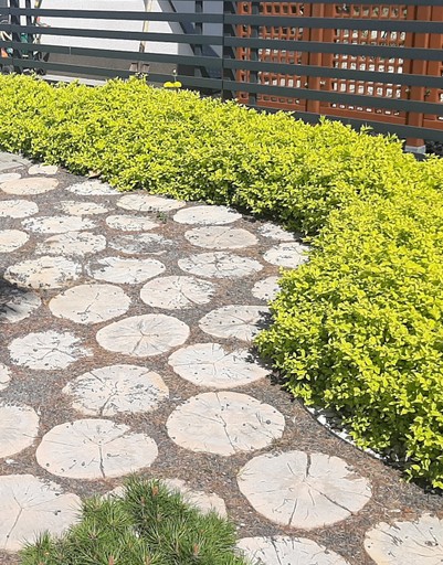 Ścieżka przy nasadzeniach