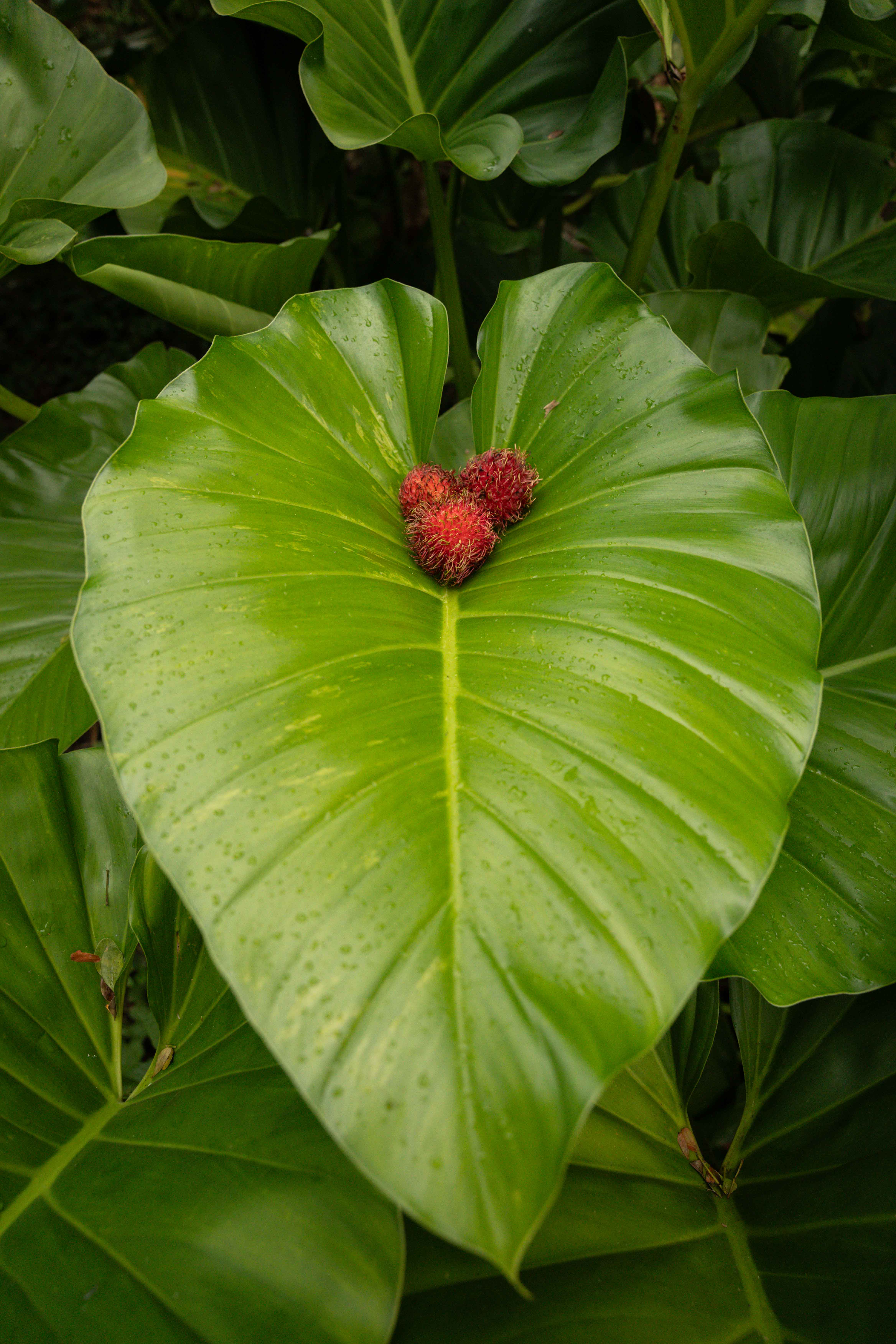 Rambutan fruit laying on palm tree