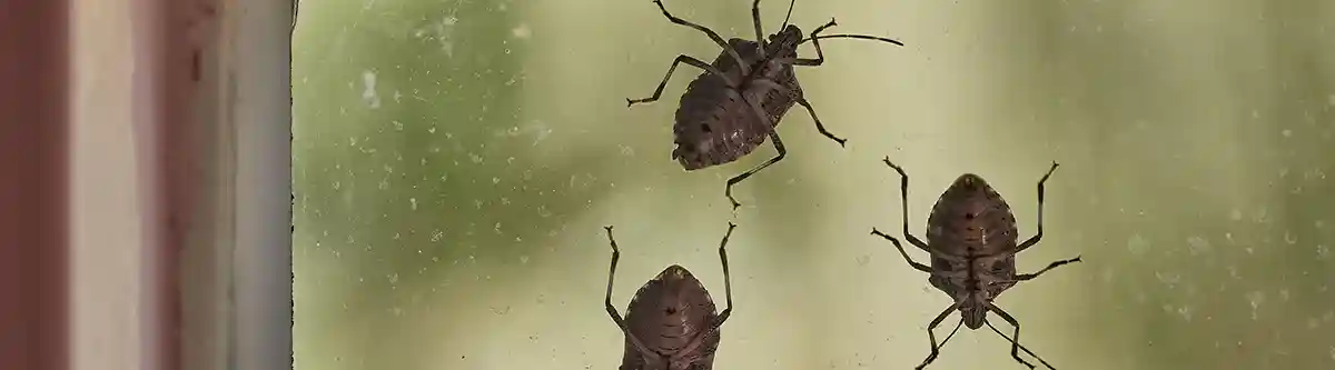 Stink Bugs