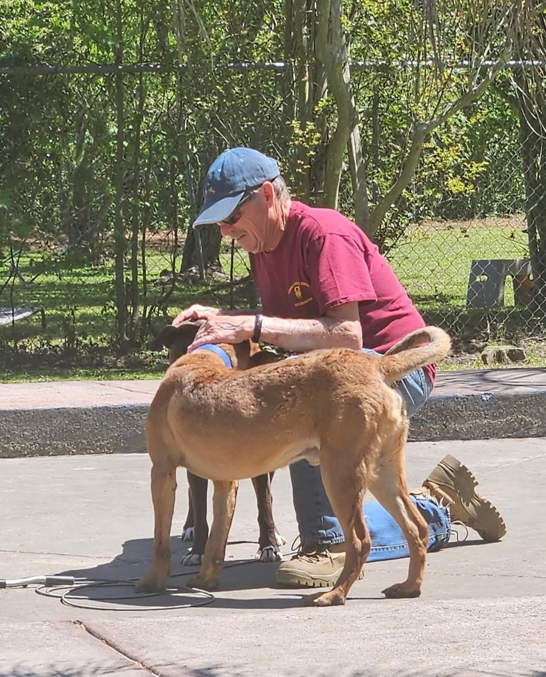 A person in a red shirt kneels, petting a brown dog in a park setting with greenery in the background.