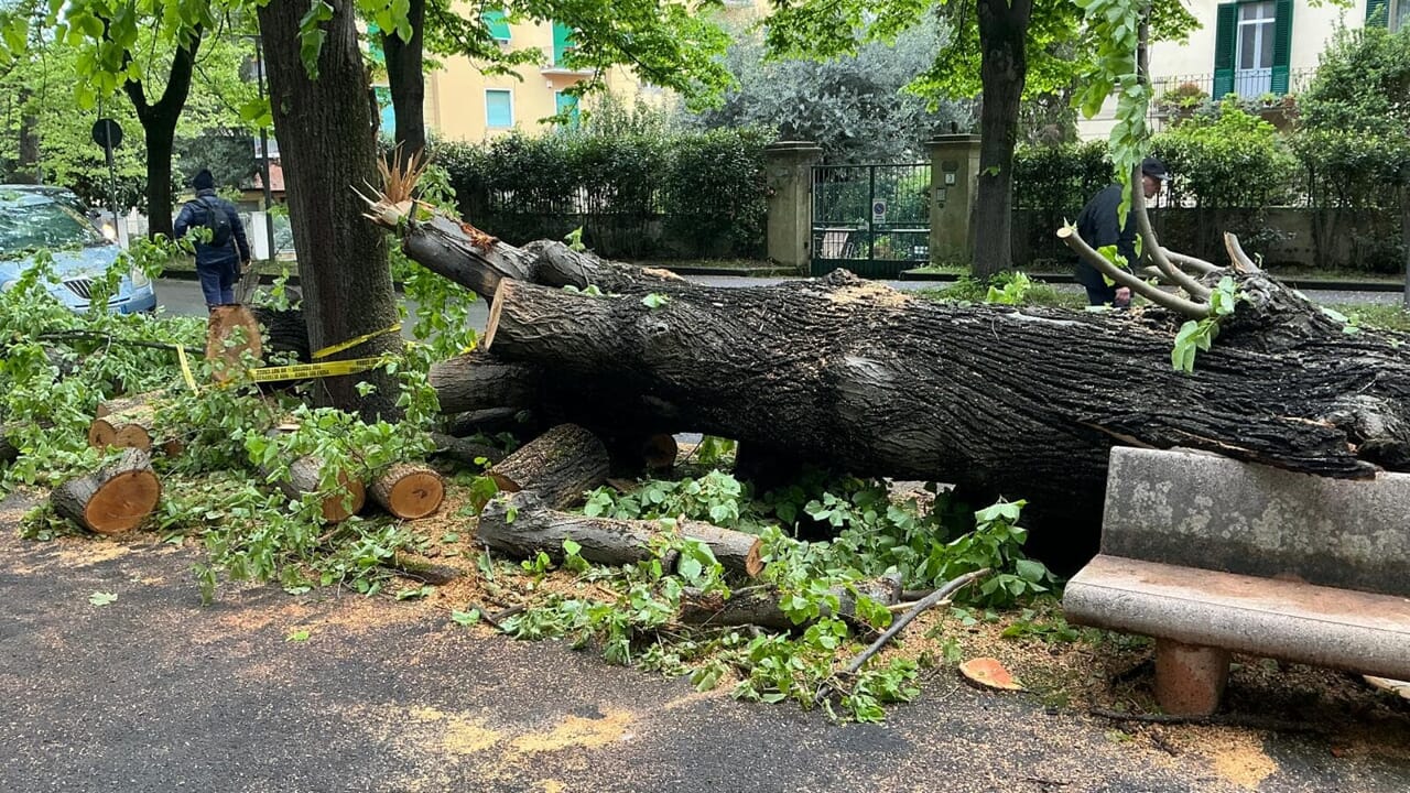 Larice nei cimini in zona residenziale tagliato in porzioni trasportabili
