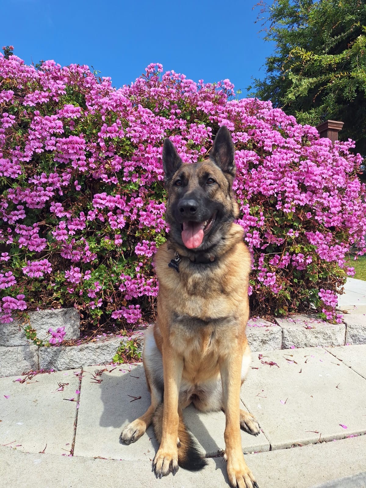 German Shepherd sitting on pavement in front of blooming pink flowers in Capistrano Beach