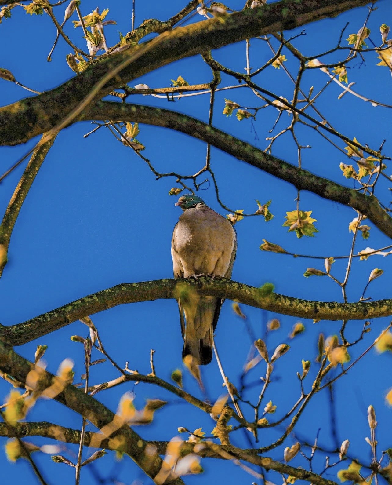 a woman holding an apple