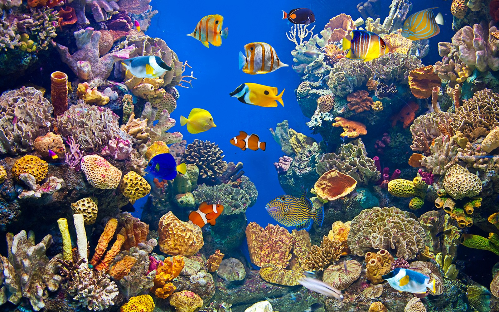 Underwater tunnel at Barcelona Aquarium with colorful fish and coral reefs.