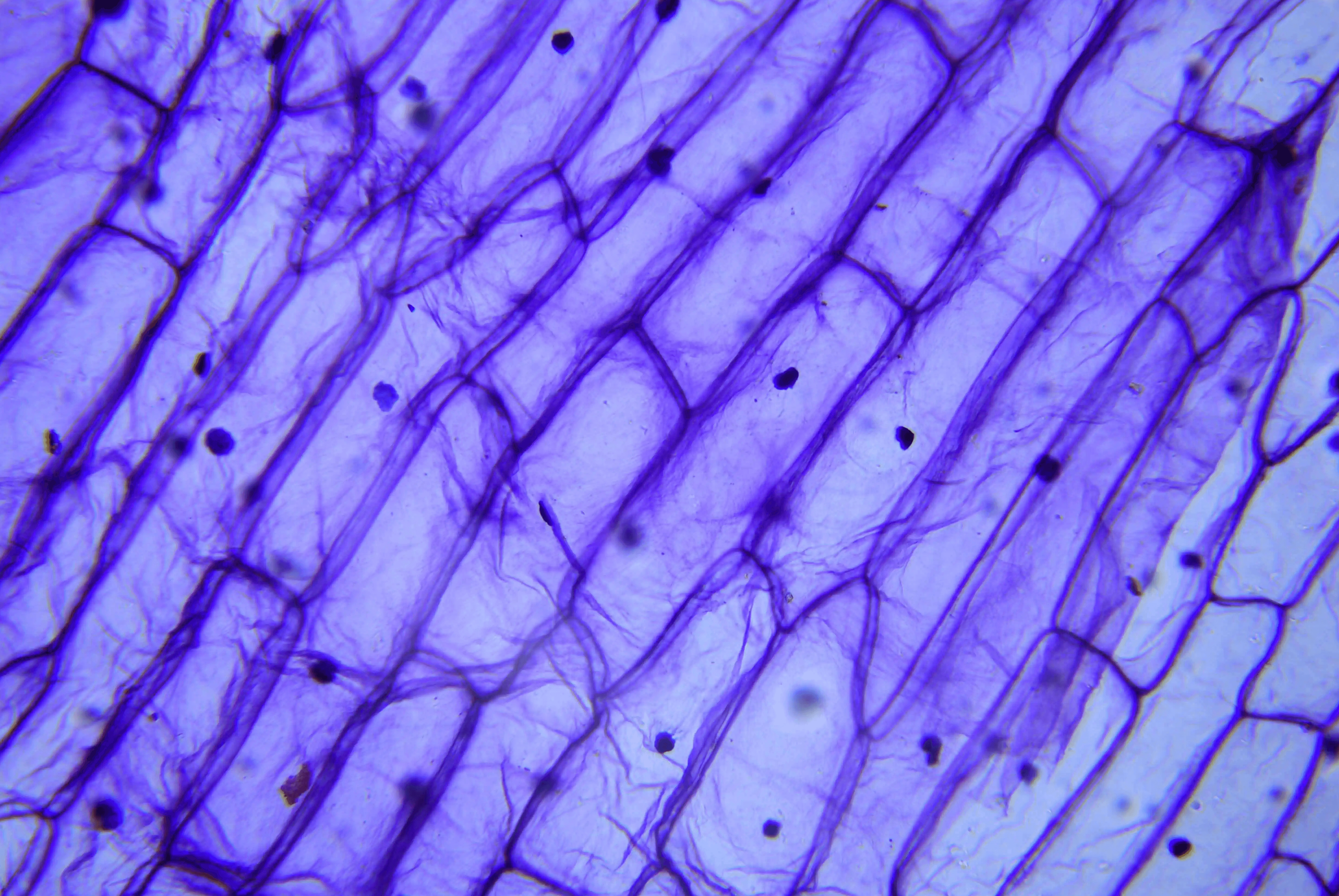 Image for AI in biology