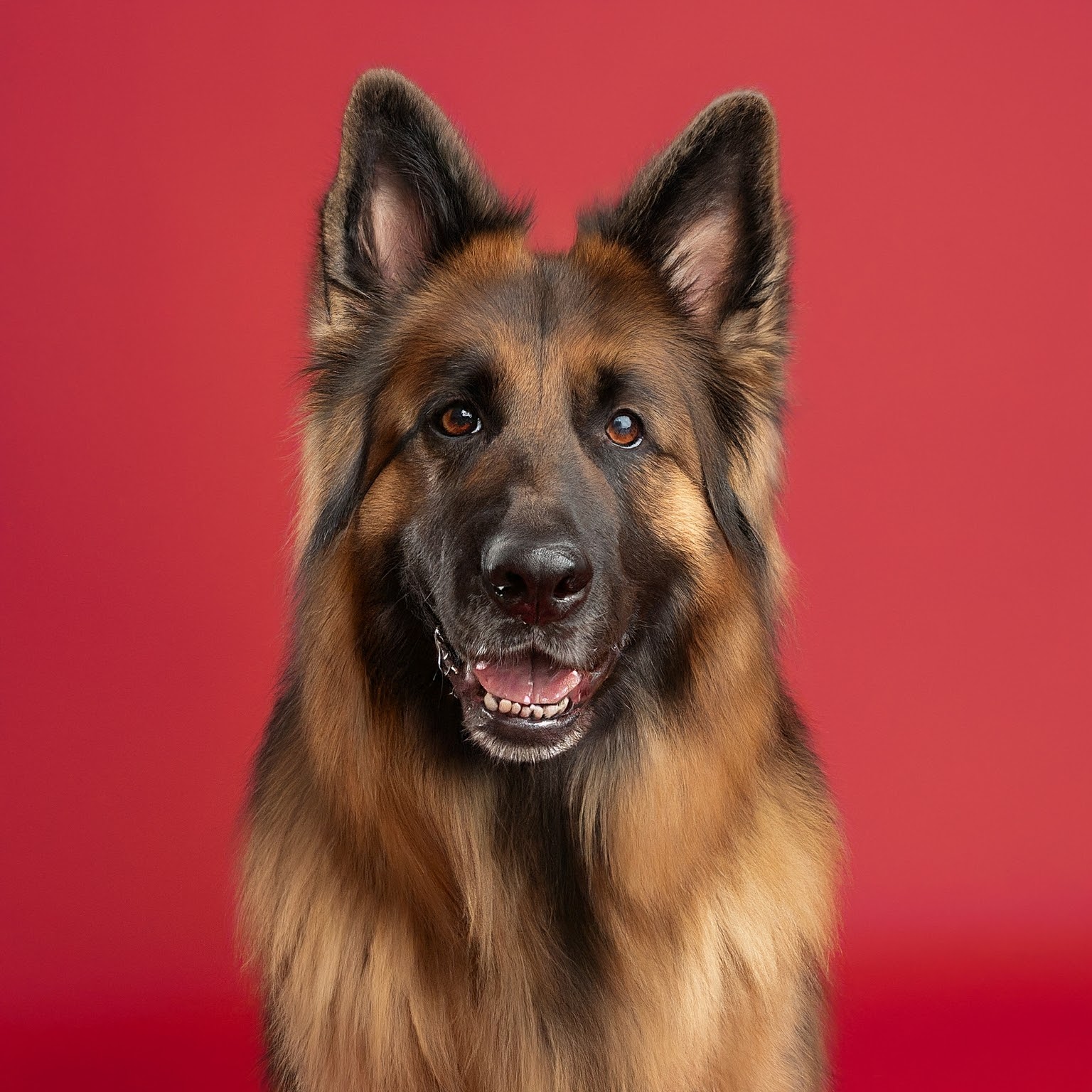 BUDDYUNO, King Shepherd