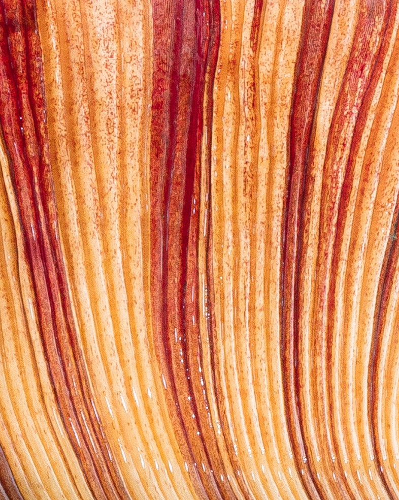 Texture of a pitcher plant leaf