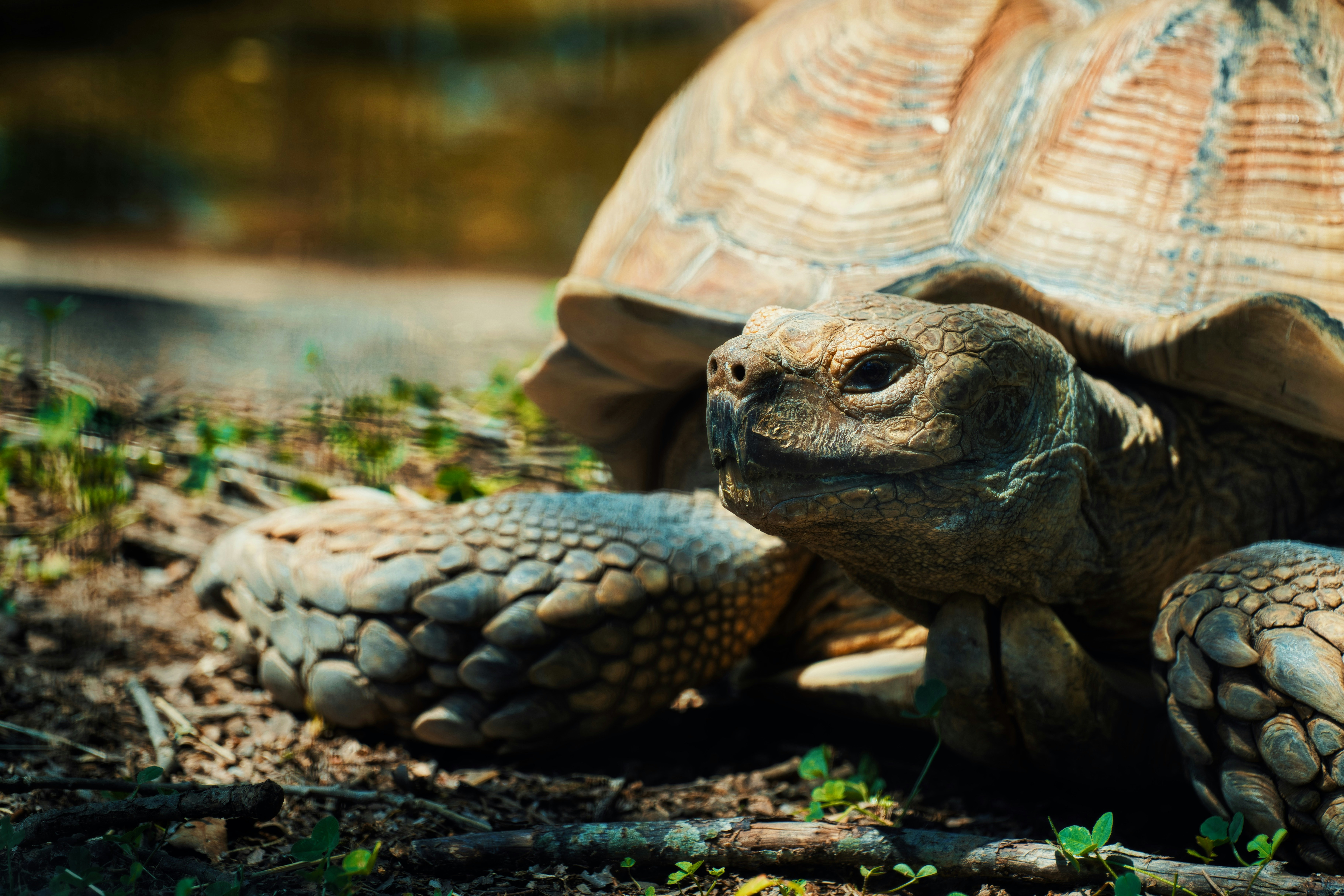 Giant tortoises return to Galápagos island after 175 years
