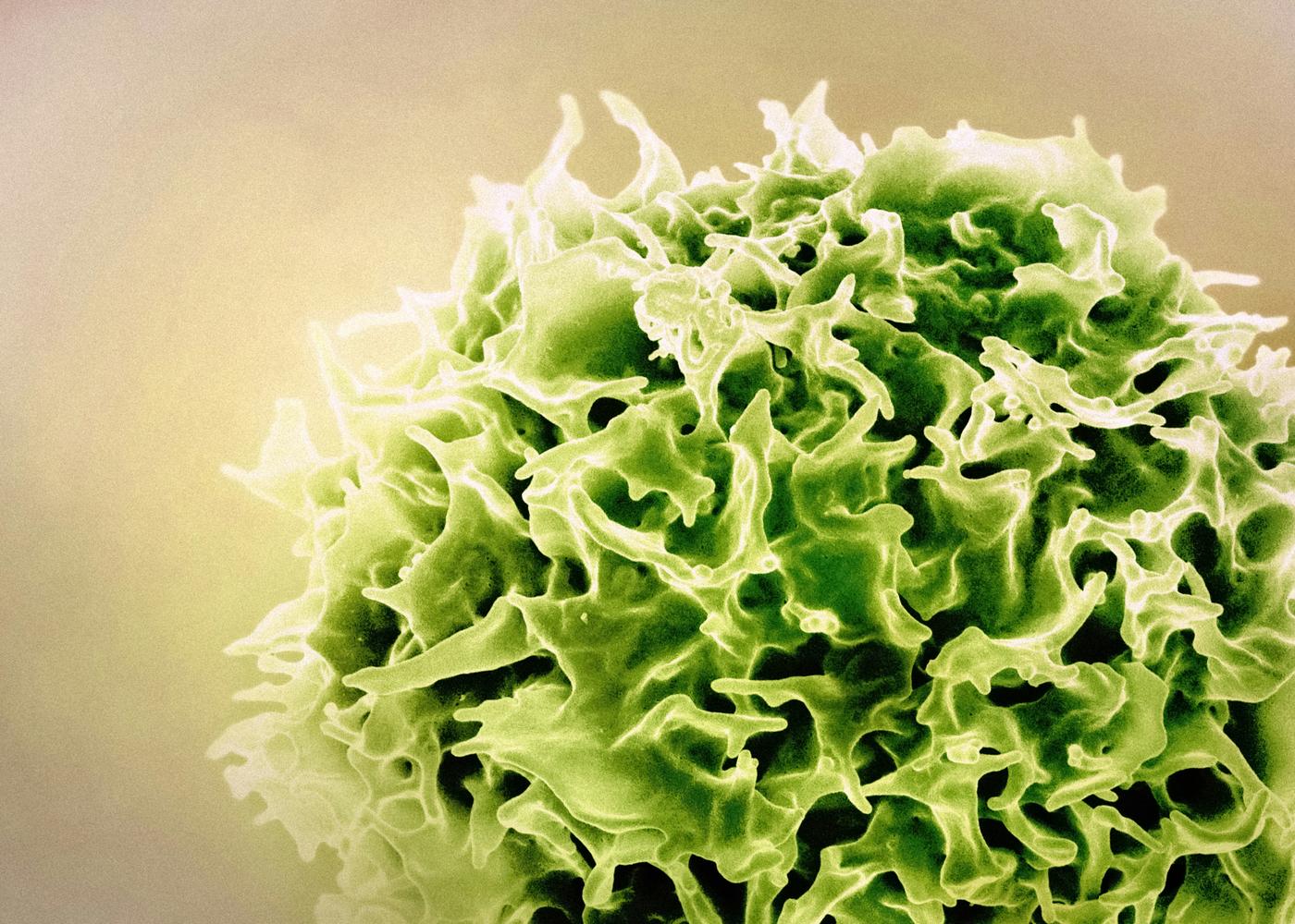 Closeup image of a T-cell